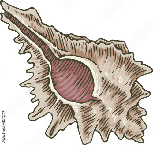 Murex Seashell