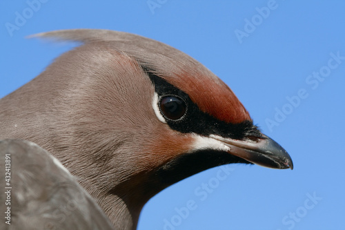 Bohemian Waxwing