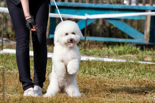 A cute white curly Bishon Frise dog at dog show. photo