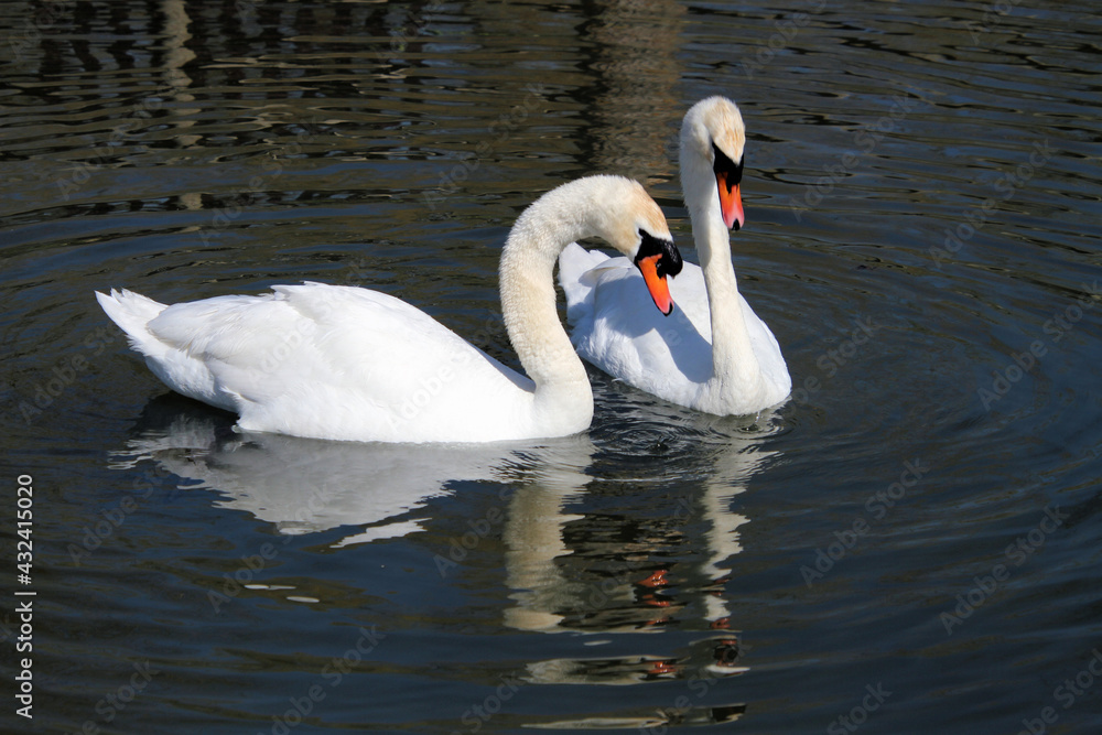 Fototapeta premium A view of a pair of Mute Swans on the water