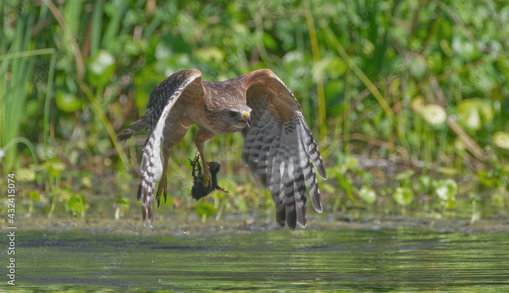 Fototapeta premium Red shouldered hawk (Buteo lineatus) flying with food it caught baby young common gallinule or moorhen (Gallinula galeata) over river in Florida, water droplets, wings down, water foliage background