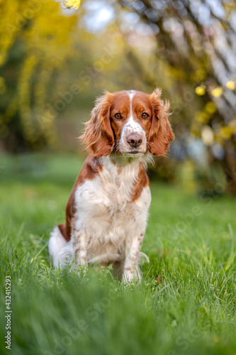 Healthy happy dog in flower forsythia in spring season. © Eliška