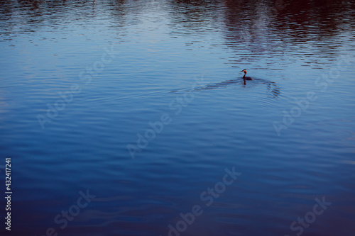 Coast pond. Water surface. Calm. Sunny weather. River bank. Textured background.
