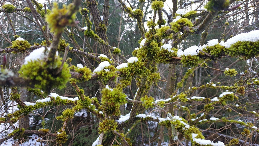 Moos mit Schnee Moos mit Schnee