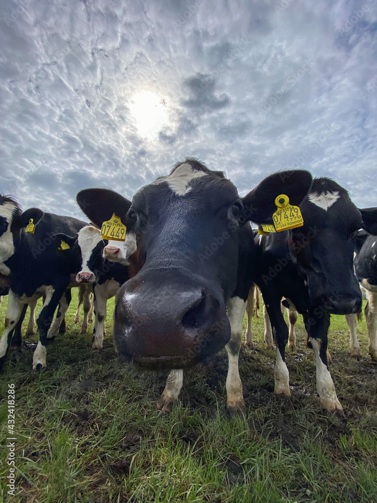 Cows On On Farmland In The Denmark