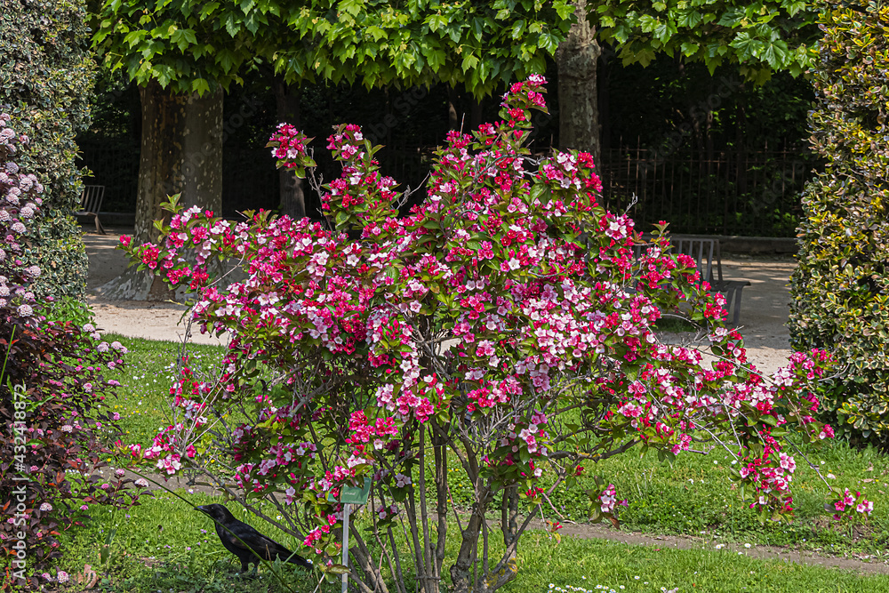 Garden of the Plants (Jardin des plantes, 1889) - main public botanical garden in Paris, France. Flowers and trees in garden. Paris, France. Garden of the Plants (Jardin des plantes, 1889) - main public botanical garden in Paris, France. Flowers and trees in garden. Paris, France.