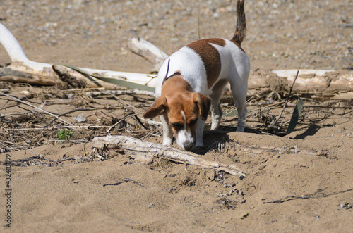 A white dog with brown spots on a canvas leash sniffs at a wooden blockage partially covered with rocks and sand