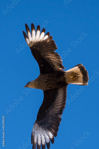  Cara cara looking for its food from the air. photo