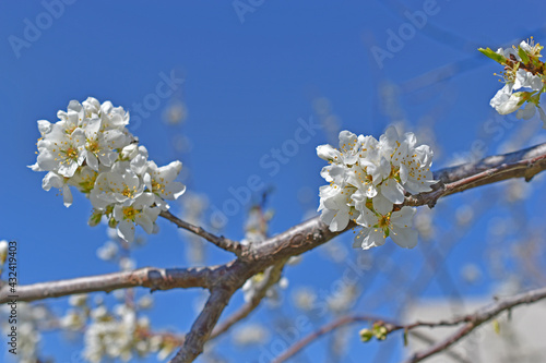 Beautiful white cherry blossoms in the garden in the afternoon close-up