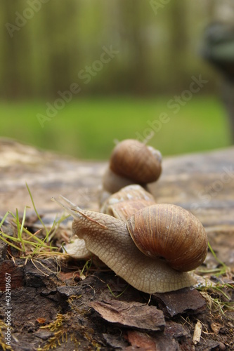 snails crawling on a tree trunk