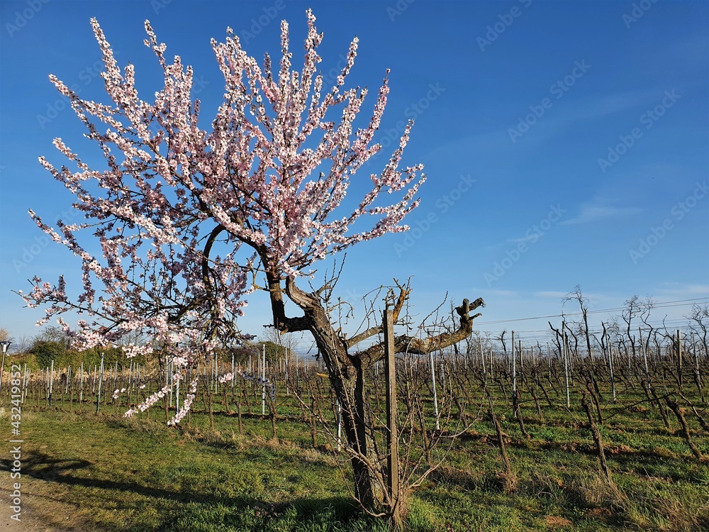 Rosa blühender Mandelbaum mit Weinstöcken im Hintergrund Rosa blühender Mandelbaum mit Weinstöcken im Hintergrund