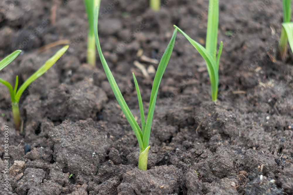 young green onions in the garden close-up in spring young green onions in the garden close-up in spring