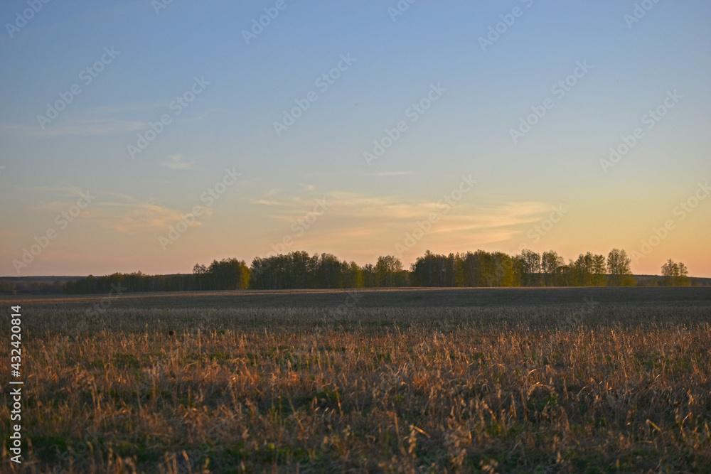 Evening beautiful landscape in the field in spring with sunset