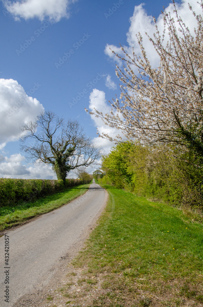 Fototapeta premium road in the countryside