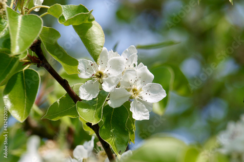 Stuttgarter Geißhirtle - Blüte