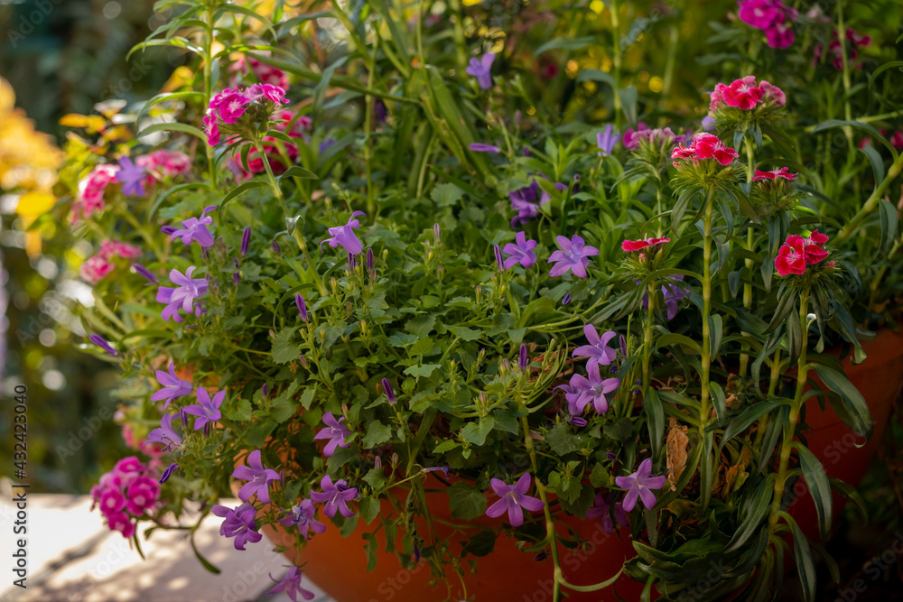 Pot of flowers in a garden