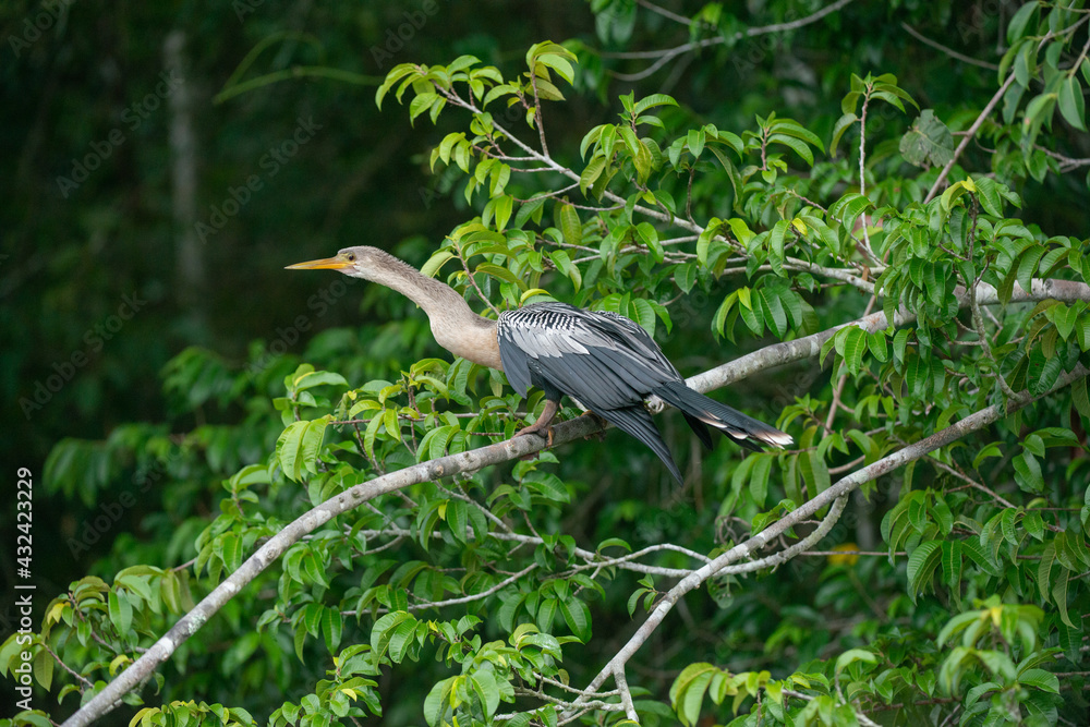 Fototapeta premium Biguatinga, Anhinga anhinga, ave aquática no Pantanal. 