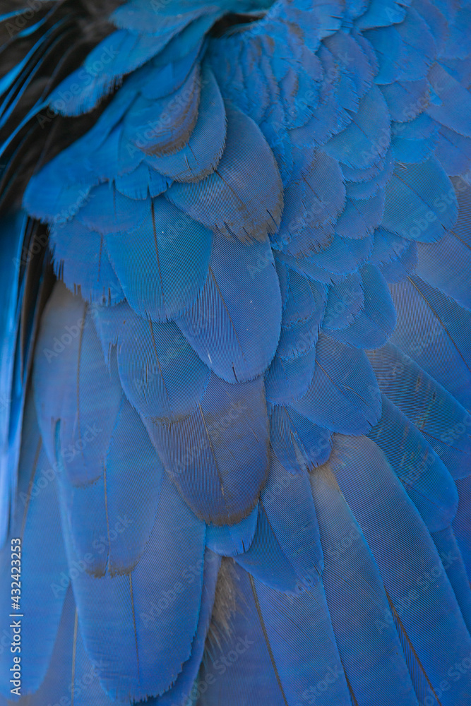 Obraz premium detalhe das penas da Arara-azul-grande, Anodorhynchus hyacinthinus, no Pantanal do Mato Grosso 