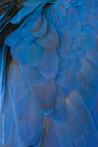 detalhe das penas da Arara-azul-grande, Anodorhynchus hyacinthinus, no Pantanal do Mato Grosso 
