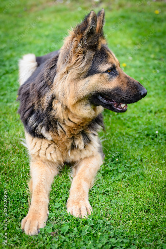 Wolfhound dog lying on green grass. Wolfhound dog lying on green grass.