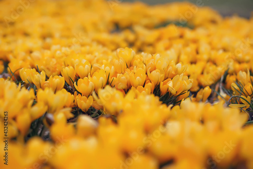 Dutch yellow Crocus flowers (Crocus flavus) growing up in a city park in spring © Eudyptula