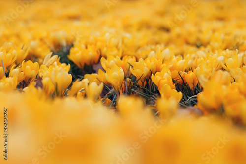 Dutch yellow Crocus flowers (Crocus flavus) growing up in a city park in spring © Eudyptula