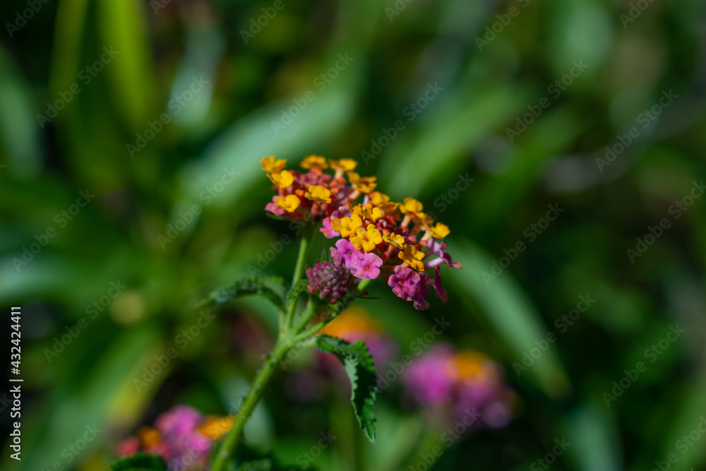 Wildflowers at Kaiwi Shoreline Trail, Oahu, Hawaii.
Lantana camara (common lantana)
Wildflowers at Kaiwi Shoreline Trail, Oahu, Hawaii.
Lantana camara (common lantana)