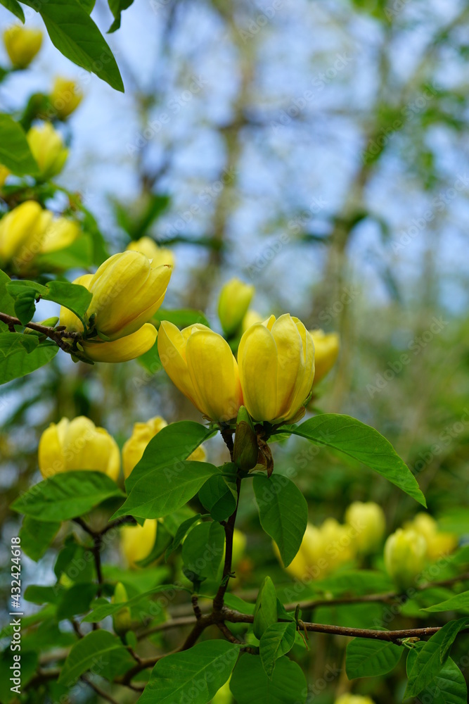 Obraz premium Yellow magnolia flower on a tree in Spring
