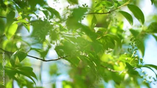 Beautiful green vibrant natural video bokeh 4k abstract background. Green spring leaves of trees and soft sunrise or sunset sunlight transparenting through branches mowing in strong blowing wind