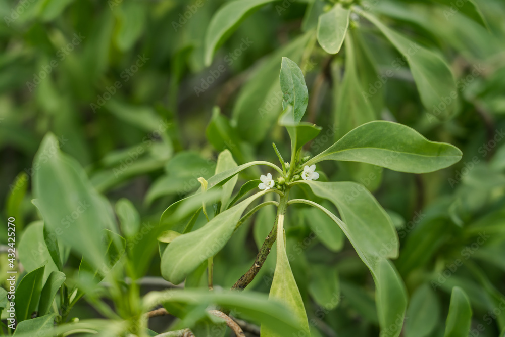  Myoporum sandwicense at Kaiwi Shoreline Trail, East Honolulu coast, Oahu, Hawaii. bastard sandalwood. false sandalwood . naio