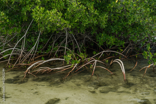 Rhizophora mangle, red mangrove at Kaiwi Shoreline Trail, East Honolulu coast, Oahu, Hawaii.  photo