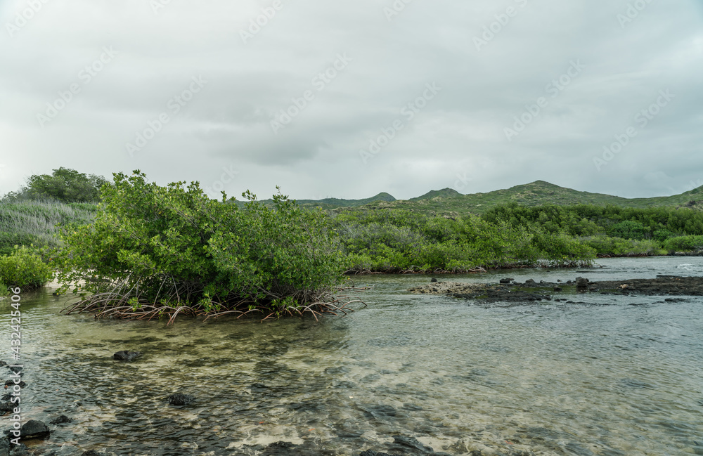 Rhizophora mangle, red mangrove at Kaiwi Shoreline Trail, East Honolulu coast, Oahu, Hawaii. 