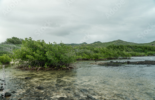 Rhizophora mangle, red mangrove at Kaiwi Shoreline Trail, East Honolulu coast, Oahu, Hawaii. 
