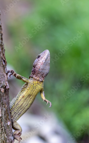 Balkan green lizard Lacerta trilineata. close up photography in a garden. With bokeh background. - 7