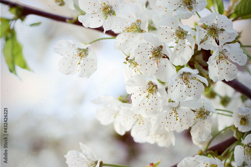 Cherry blossoms for blooming spring white background