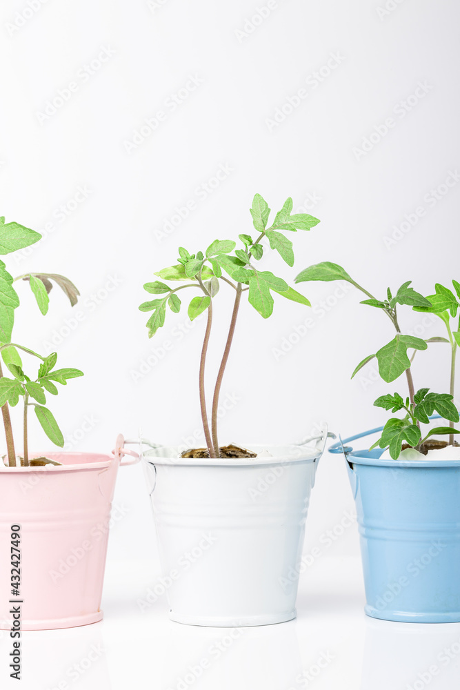 seedling at small bucket isolated. domestic vegetable gardening concept. creative idea growth