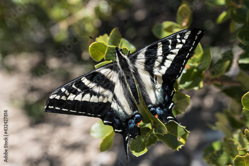 Pale Swallowtail Butterfly ...