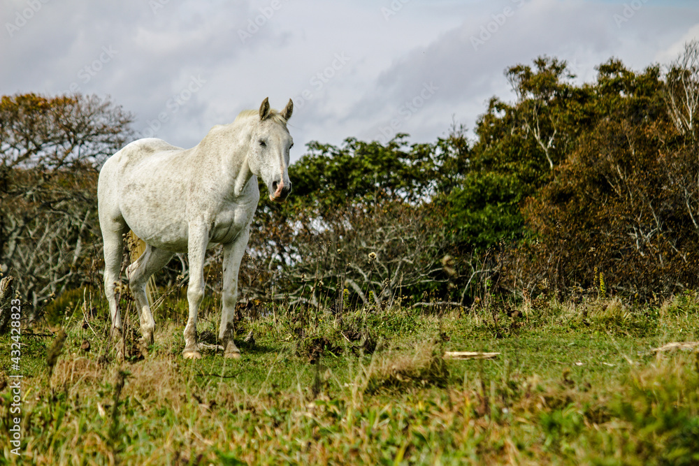 An aging white horse standing in a austere grassland An aging white horse standing in a austere grassland