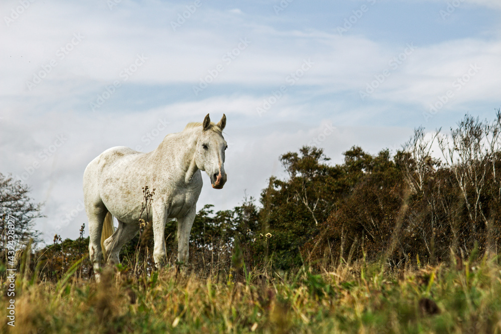 An aging white horse standing in a austere grassland An aging white horse standing in a austere grassland