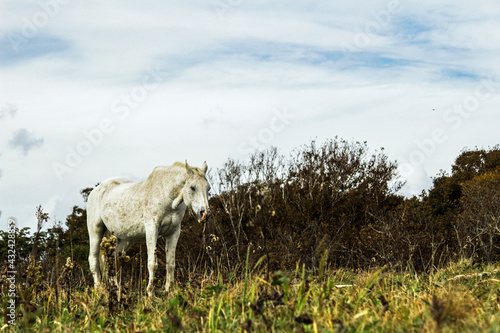 An aging white horse standing in a austere grassland