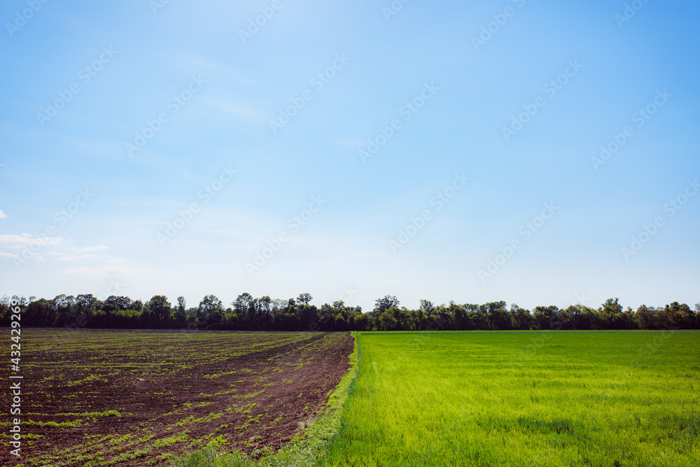 A field with freshly fortified wheat. Sunny weather. Plowed field for planting cultivated plants.