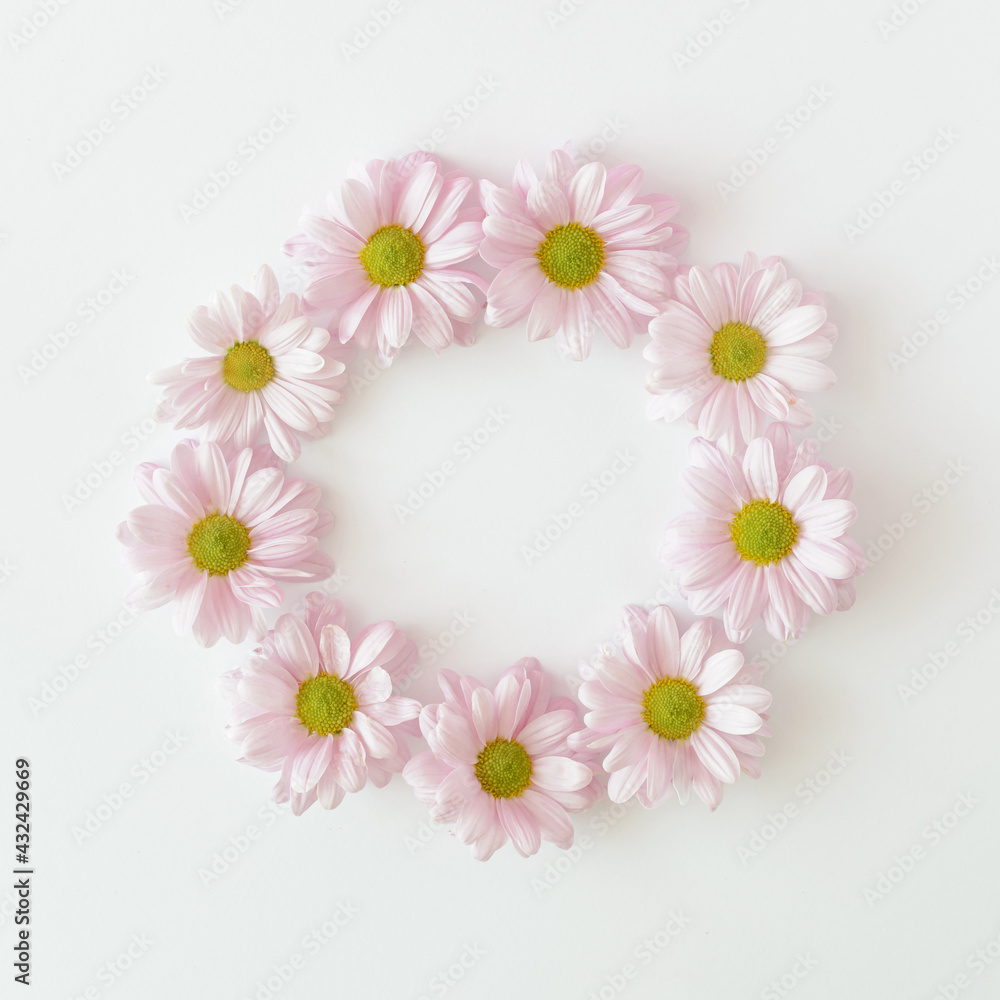 Light purple chrysanthemum flowers arranged in a circle on a white background. Spring summer wedding and mother's day concept.