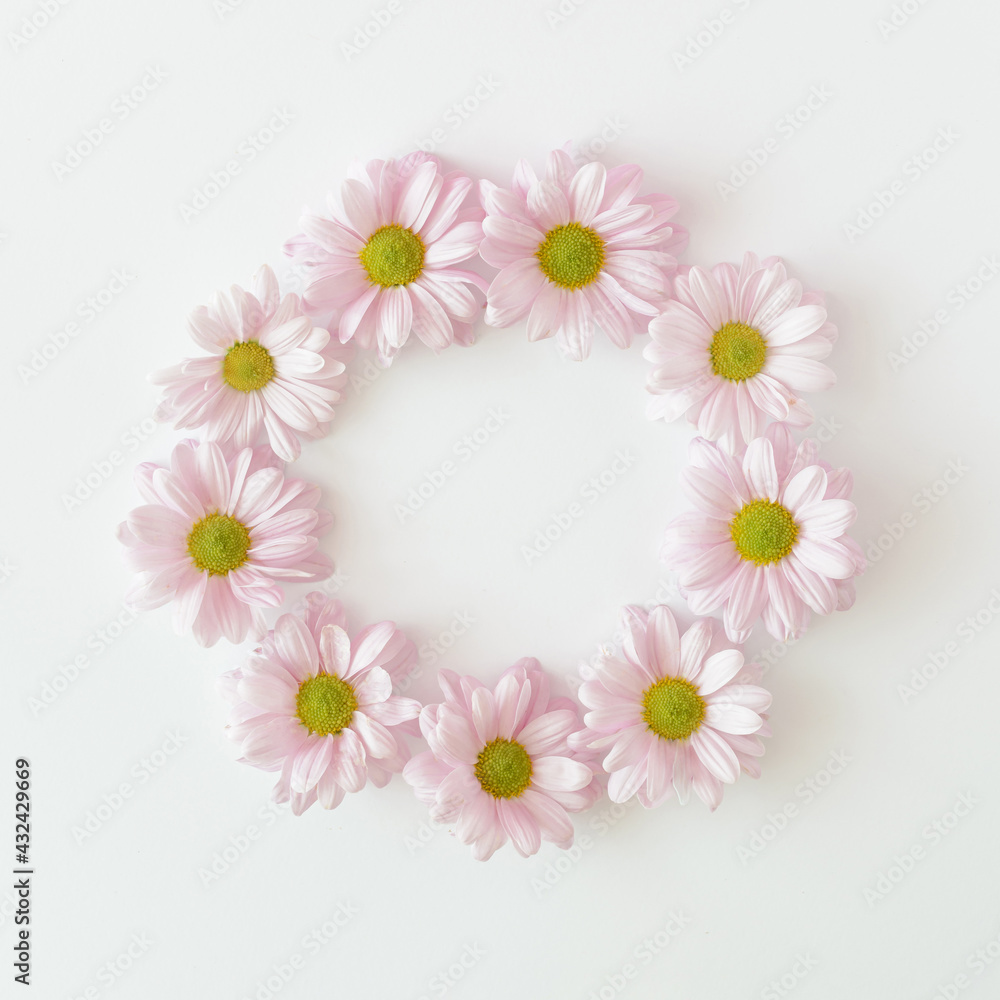 Light purple chrysanthemum flowers arranged in a circle on a white background. Spring summer wedding and mother's day concept. Light purple chrysanthemum flowers arranged in a circle on a white background. Spring summer wedding and mother's day concept.