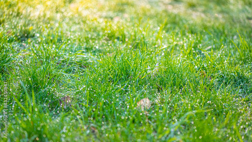 Closeup of green grass with drops of dew in morning light.