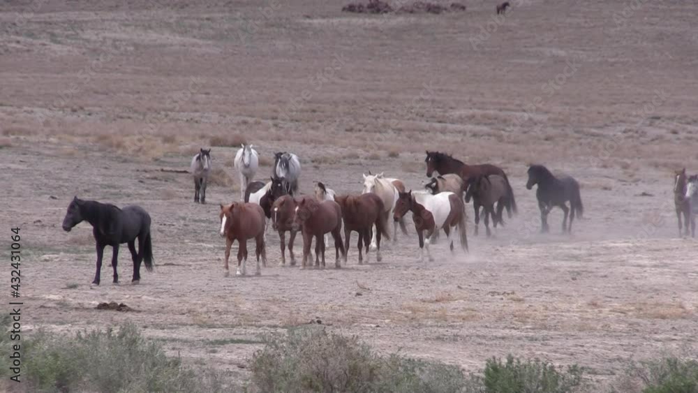 Herd of Wild Horses in the Utah Desert Herd of Wild Horses in the Utah Desert