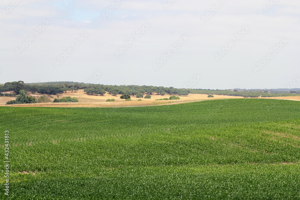 Obraz premium Corn Field