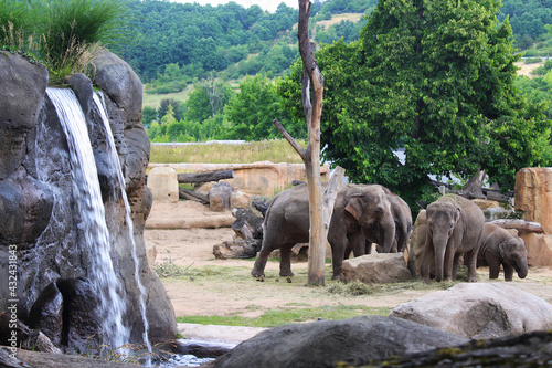 Elephant family near the watering place