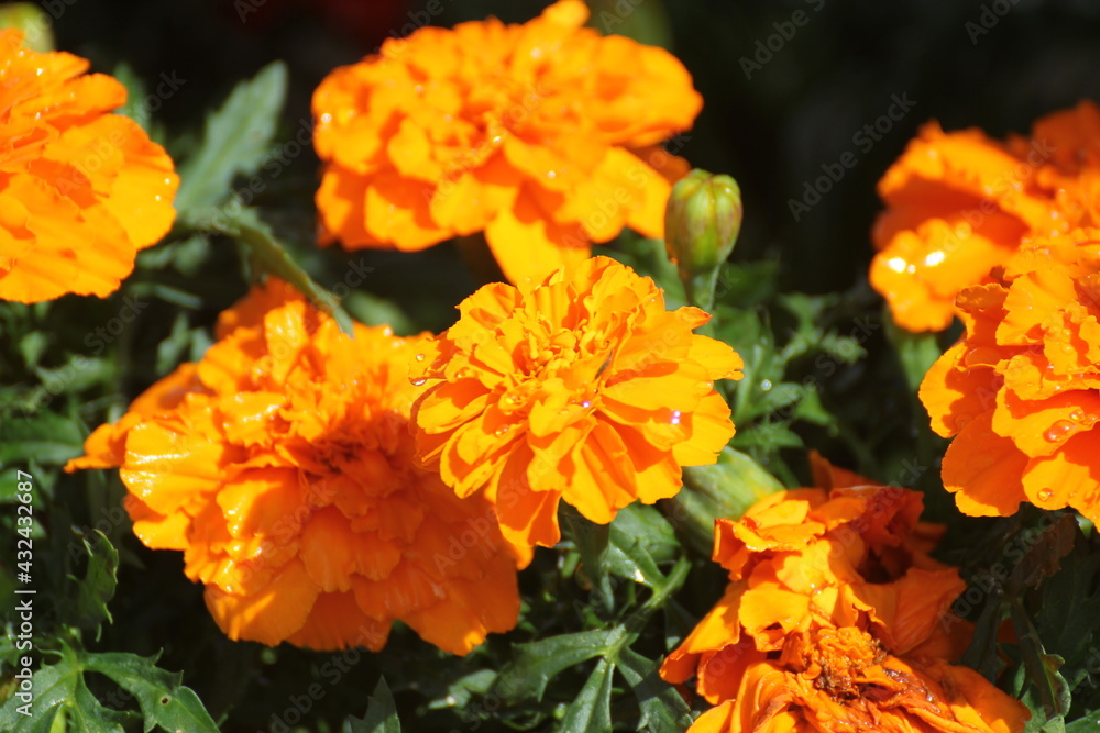 Flowers Flowers