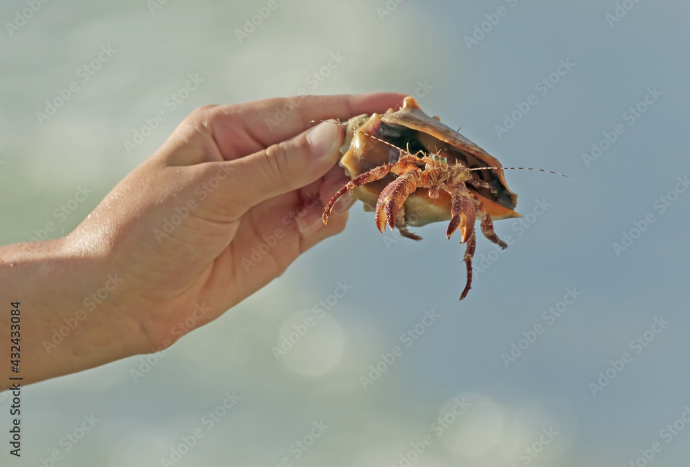 Closeup Giant Hermit Crab held by hand with blurred background seaside in Florida USA