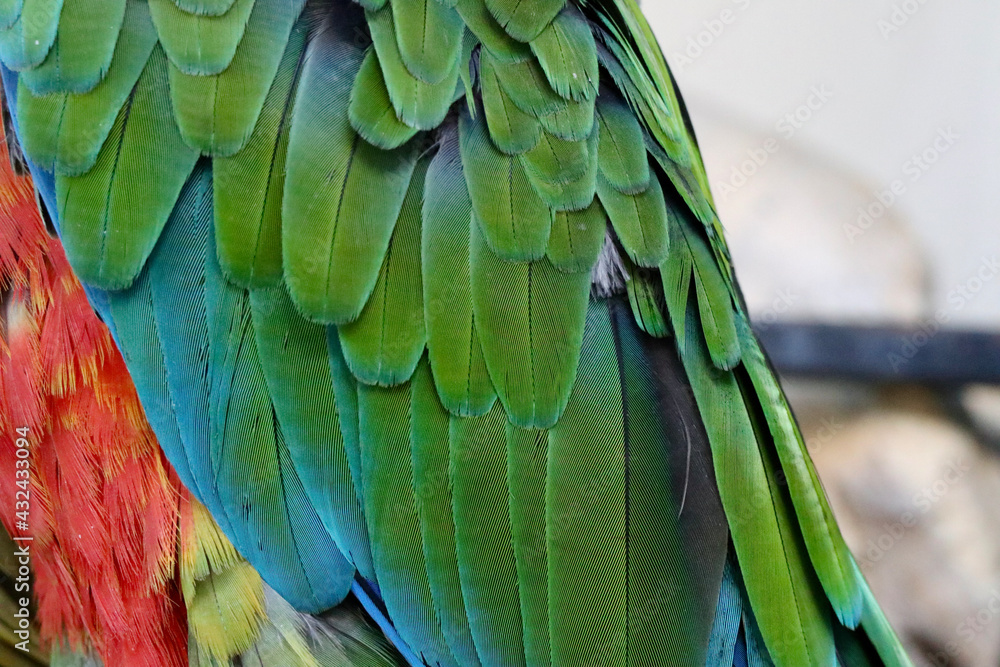 Fototapeta premium Plumas de guacamaya
